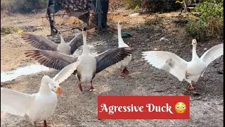 Агрессивная утка 🤒🦆 вирусное видео