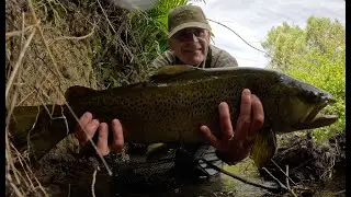 The Most Amazing Take!! Watch this giant 9lb wild brown trout come out from under the blackberries