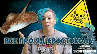 БОЛИ БУДЕТ МНОГО. Все о действии яда глазчатого хвостокола (Potamotrygon motoro)