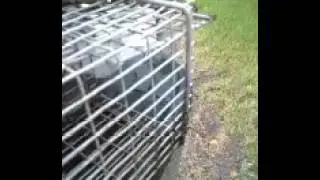 Squirrel Release