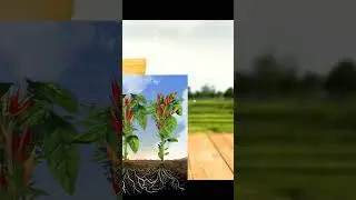 Potassium humate Granules.మిరపలో అధిక పూత మరియు అధిక చిగురుకు...