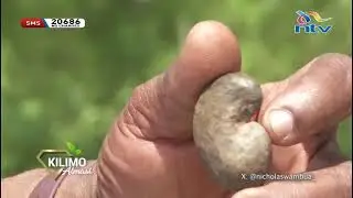 Kilimo Almasi - Kilimo cha korosho