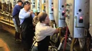 Milking at Maddox Dairy