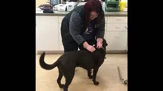 Counter Conditioning Your Dog For A Subcutaneous Injection