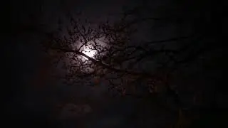 Natural Sounds - Forest Night Sound of Owls and wolves Howling - relaxation, focus & stay alert