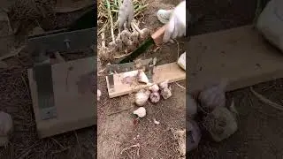 Onion root cutting process #short #machinery #tools