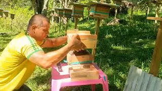 Multiplicação de abelha Bugia (Melipona Mondury)