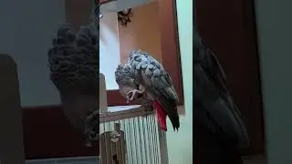 My Talking Pretty Bird [Funny Parrot Sounds]