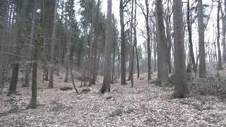 Unsichtbarer Vogelschwarm im Wald # 2.4.2018