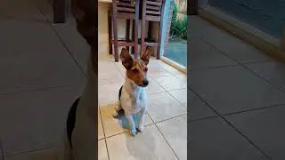 Dog waits for permission to eat a treat #shorts #funnydogsandcats