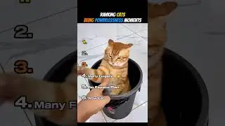 Ranking Cats Being Powerlessness Moments