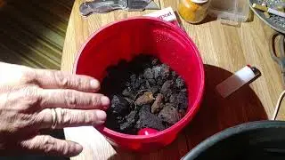 So much gold from one small chunk of black sand melt!