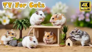 🔴 Calming Cat TV &ndash; Fun & Relaxing Mouse Videos for Cats to Watch Home Alone &ndash; Real Mice in Action