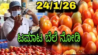 Today's Tomato Rate in Cmr Market kolar 