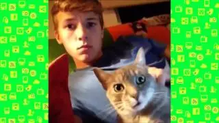 Funny Cats Vine Compilation