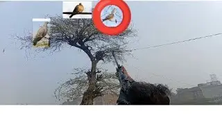 Vicky Raja hunting shooting Dove hunting use air gun sr1000x 