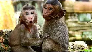 P2-So sad when see two poor baby Lori and Polly cry call mom/Who know this feel when lose mom