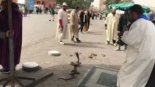 Snake Charmers in Djemaa el Fna Square, Marrakech