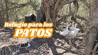 Un refugio para los patos