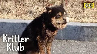 Dog&rsquo;s Face Is Swollen Because Of THIS I Kritter Klub