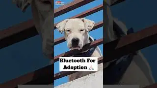 Bluetooth For Adoption 🙏🏻 | #346