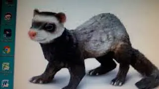 Ferret Sound Effects