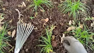 Don't over mulch your Sedges!