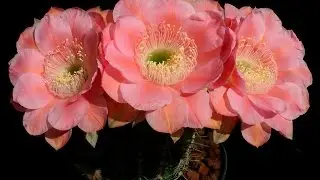 Flores de Cactos
