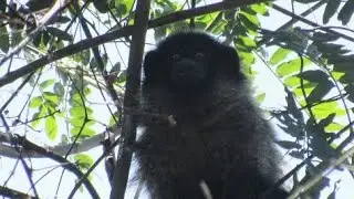 Macaco-sau&aacute; (callicebus nigrifrons)