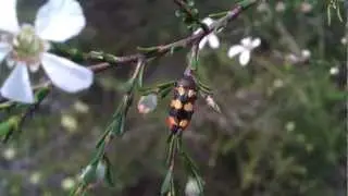 2012-10-01 ~ NSW - Sydney (western suburbs) - Castiarina sexplagiata (Gory 1841)