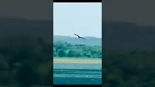 Beautiful bird flying video | free download bird video
