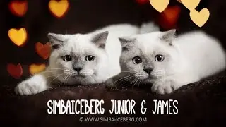 SimbaIceberg Junior & SimbaIceberg James | August 22, 2018