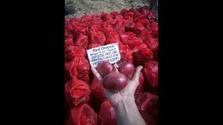 Red Onion From Egypt by Fruit Link
