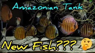 ADDING NEW FISH to the Wild Discus Tank