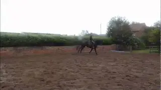 Jumpelite Henry *FOR SALE*