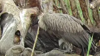 Vultures eating from a hippo carcass. Kruger National Park South Africa.