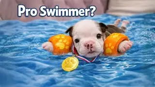 Tiny Puppy or Pro Swimmer? He Swims Even Without Water 😂🐶