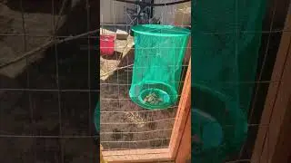 Zero Input Fly Traps - Free Chicken Food! #permaculture #gardening #garden #chicks