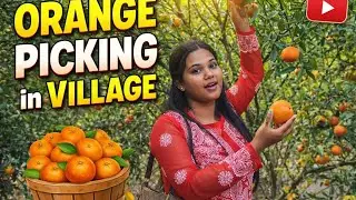 প্রথমবার অশোকনগরে দার্জিলিং এর কমলা লেবু বাগান। Ashoknagar komla lebu bagan