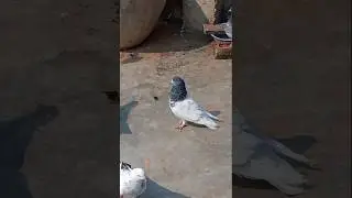 Rampuri kabootar 😍😍 #shorts kabootar ki video  kalsira pigeon fancy kabootar trending shorts video