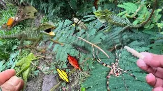 adventure and hunting insects- chameleon, spider, grasshoper, catepillar and amazing animal