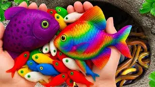 Amazing Betta Dragon & Turtle Hidden in Giant Mystery Eggs – Fun Catching!