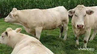 Visiting french Charolais farmers  (FRANCE)