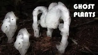 Ghost Plants