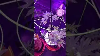 Week 8
