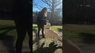 How to teach your dog to sit ￼#dog #dogs #labrador #puppy #dogtraining #doglife #doglove #puppylove