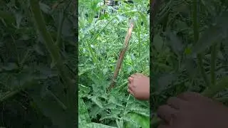 Tomato not bearing fruit 🤨😩. #tomatoes