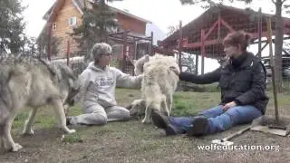 Weekly Wolf 27