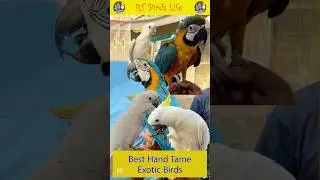 Best Hand Tame Exotic Birds 🦅 Lalokhet Sunday Birds Market #shortsfeed #trending