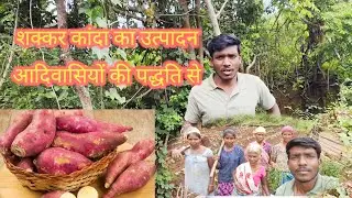 👉शक्कर कंद की खेती आदिवासियों की पद्धति से कैसे की जाती है ♥️@ilg adda 17/08/2025